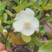Eucryphia intermedia 'Rostrevor'